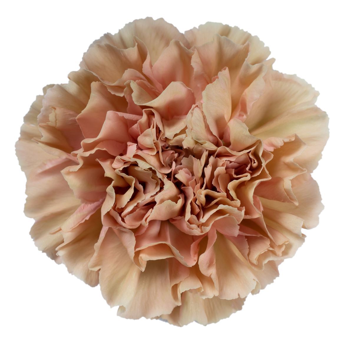 Fiori freschi
