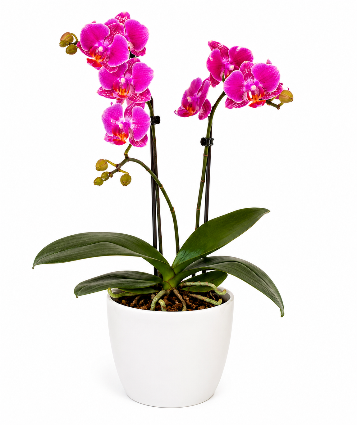 Piante Fresche