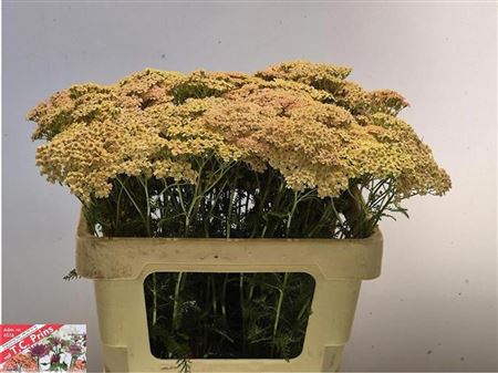 Achillea Lachsschnheit