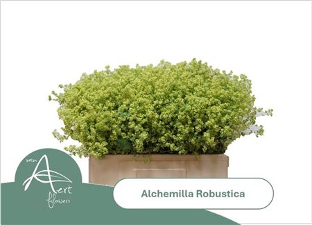 Alchemilla Robustica