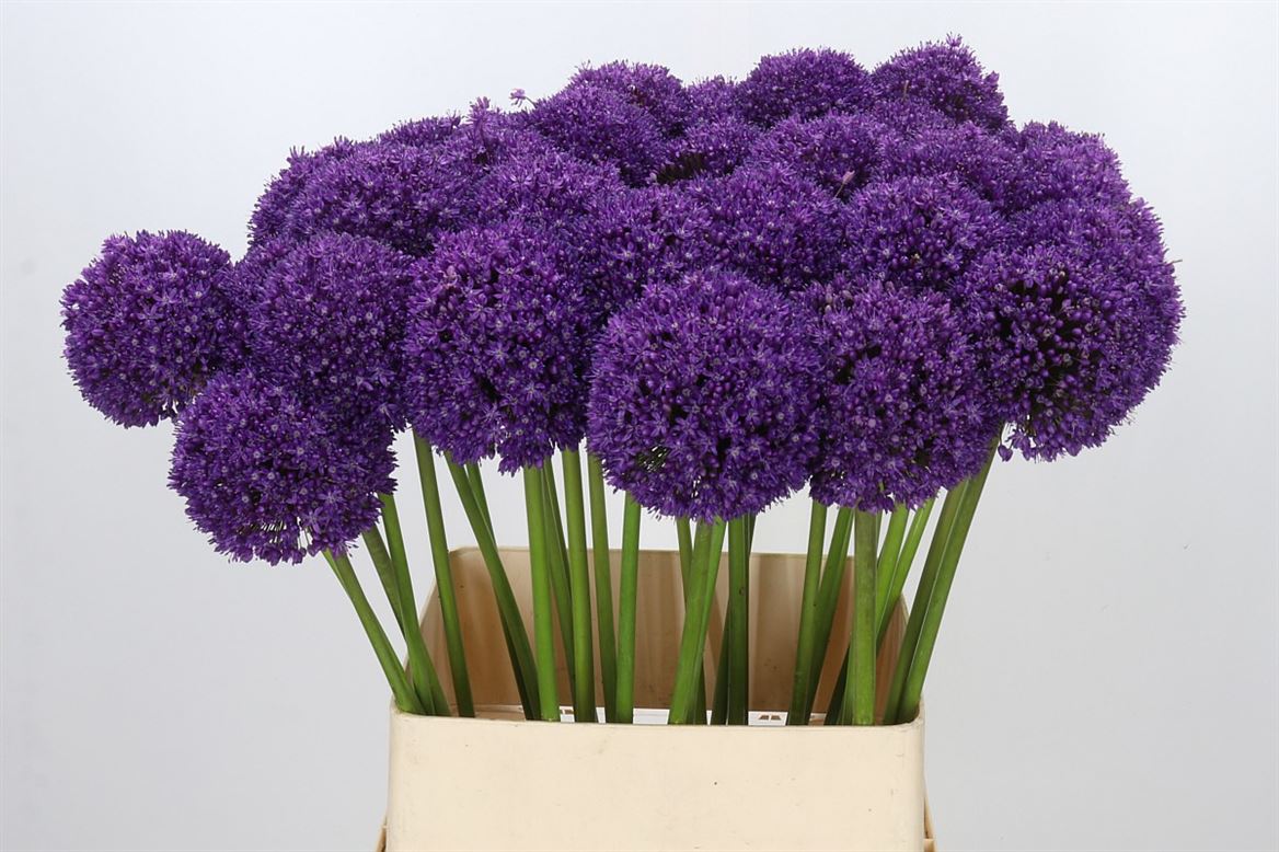 Allium Ambassador