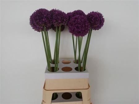 Allium Ambassador