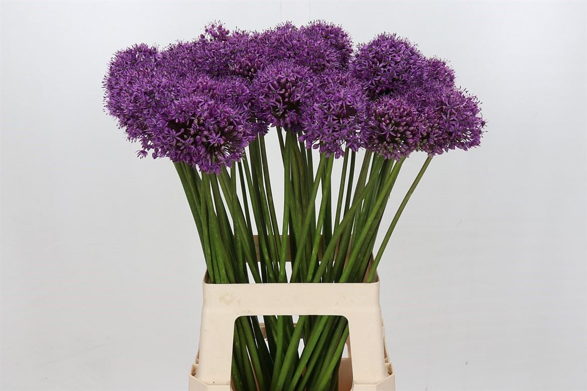 Allium Gladiator