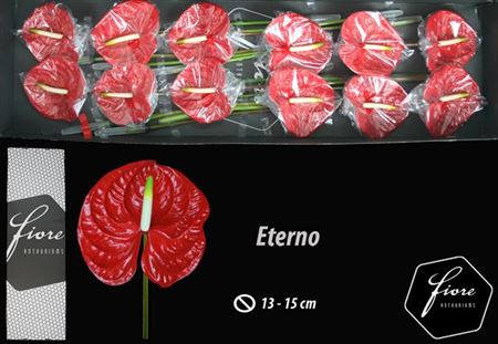 Anthurium Eterno