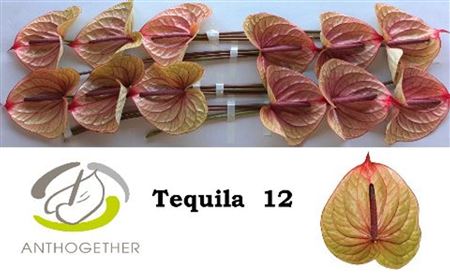 Anthurium Tequila