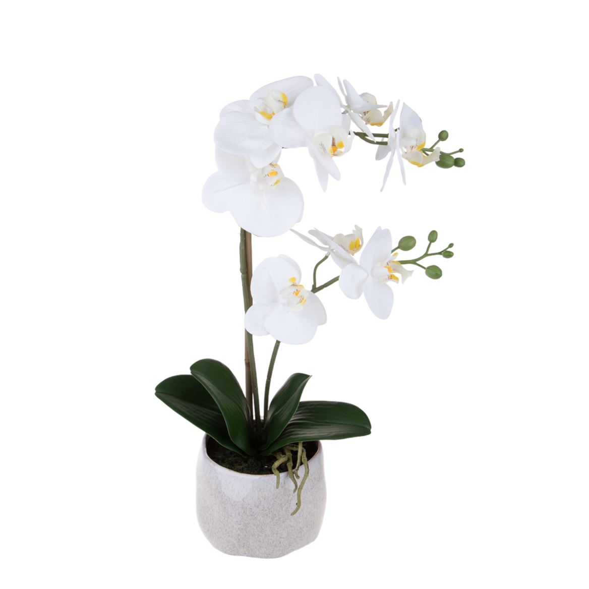 Art. Phalenopsis X2 Con Vaso H.52cm White