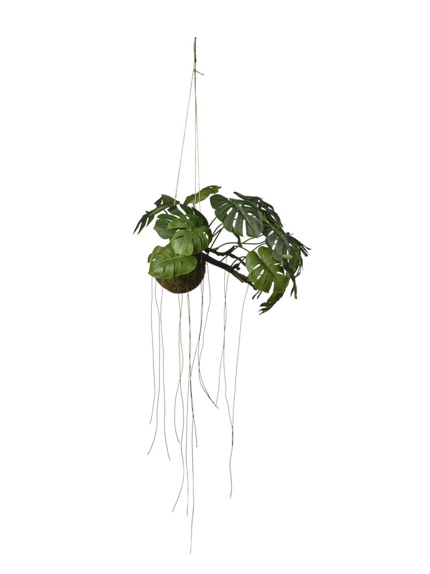 Art. Pianta Aerea Monstera Con Zolla 56cm