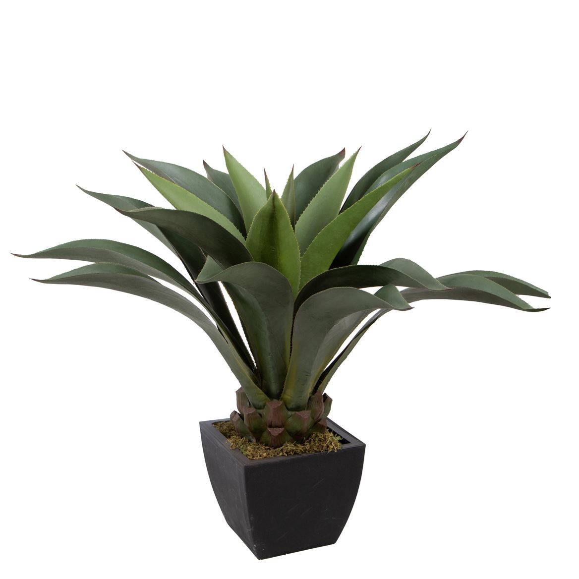 Art. Pianta Agave Attenuata In Vaso 96cm