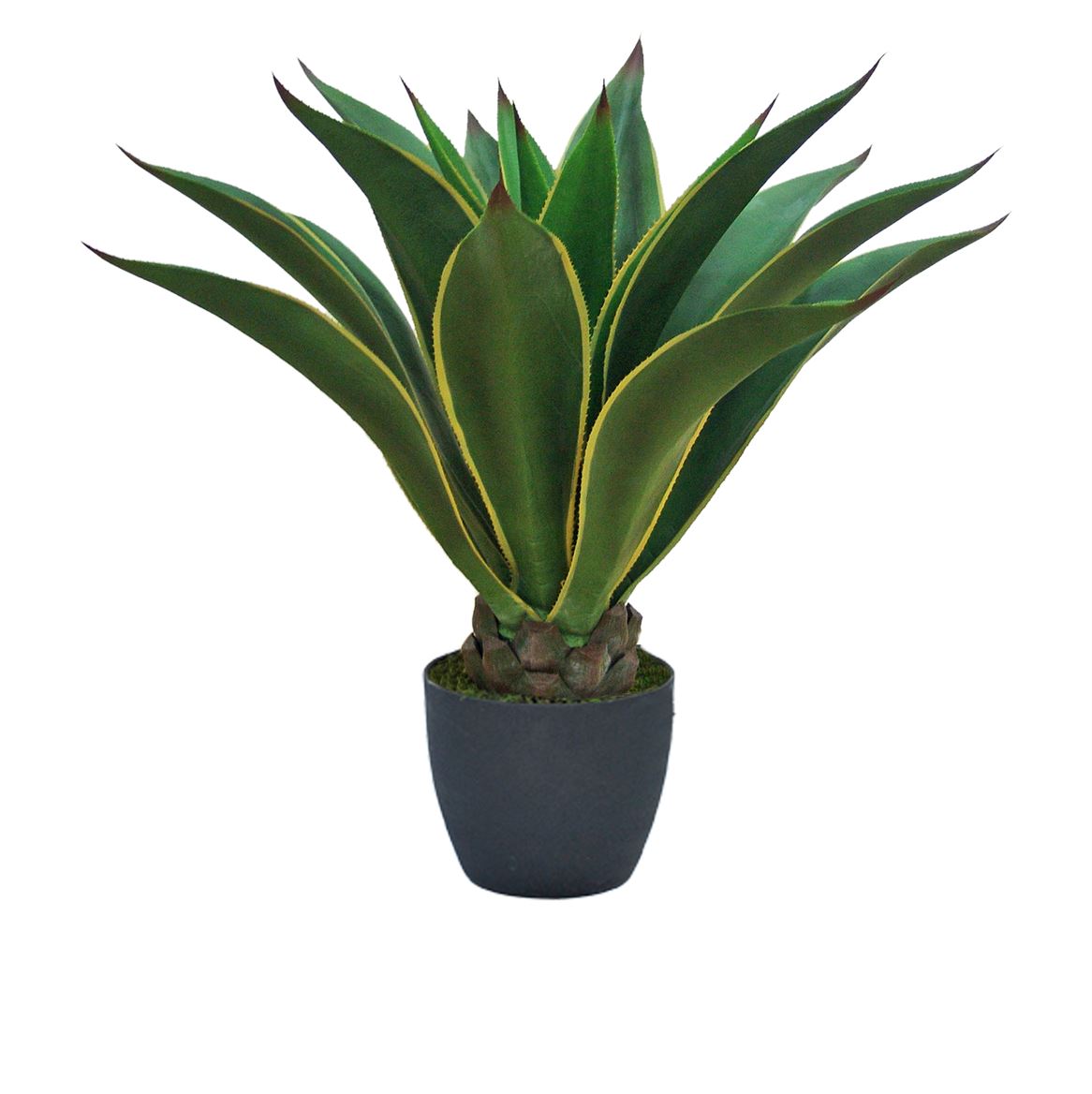 Art. Pianta Agave Attenuata In Vaso 98cm - Gr.yell