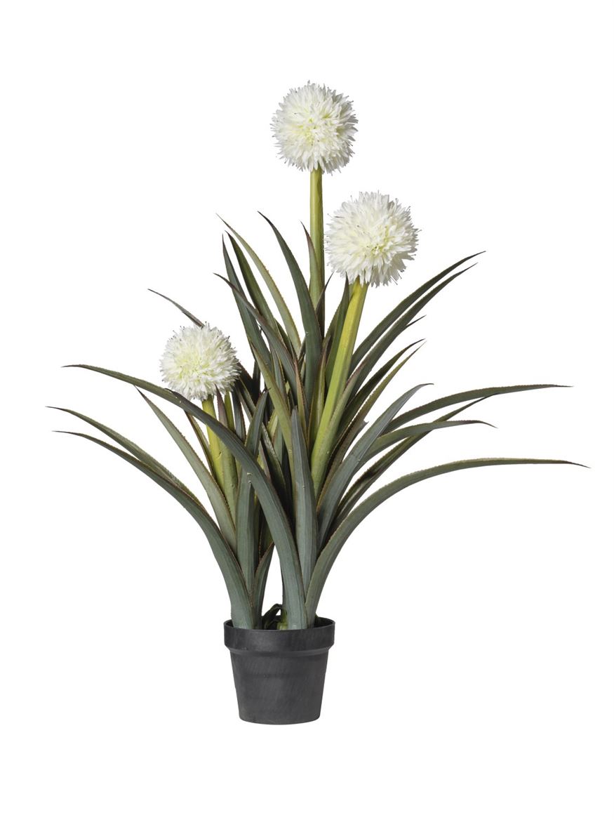 Art. Pianta Allium In Vaso Cm110