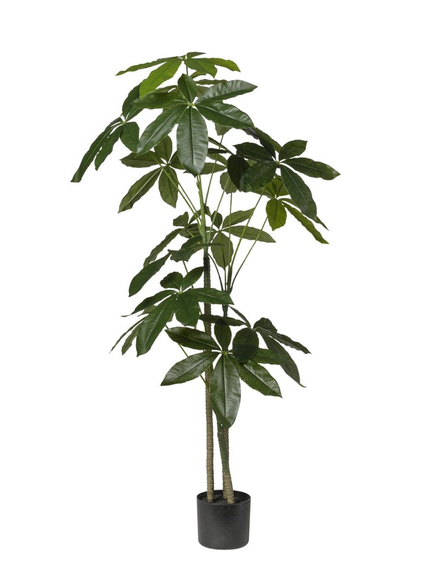 Art. Pianta Aralia In Vaso X3 130cm
