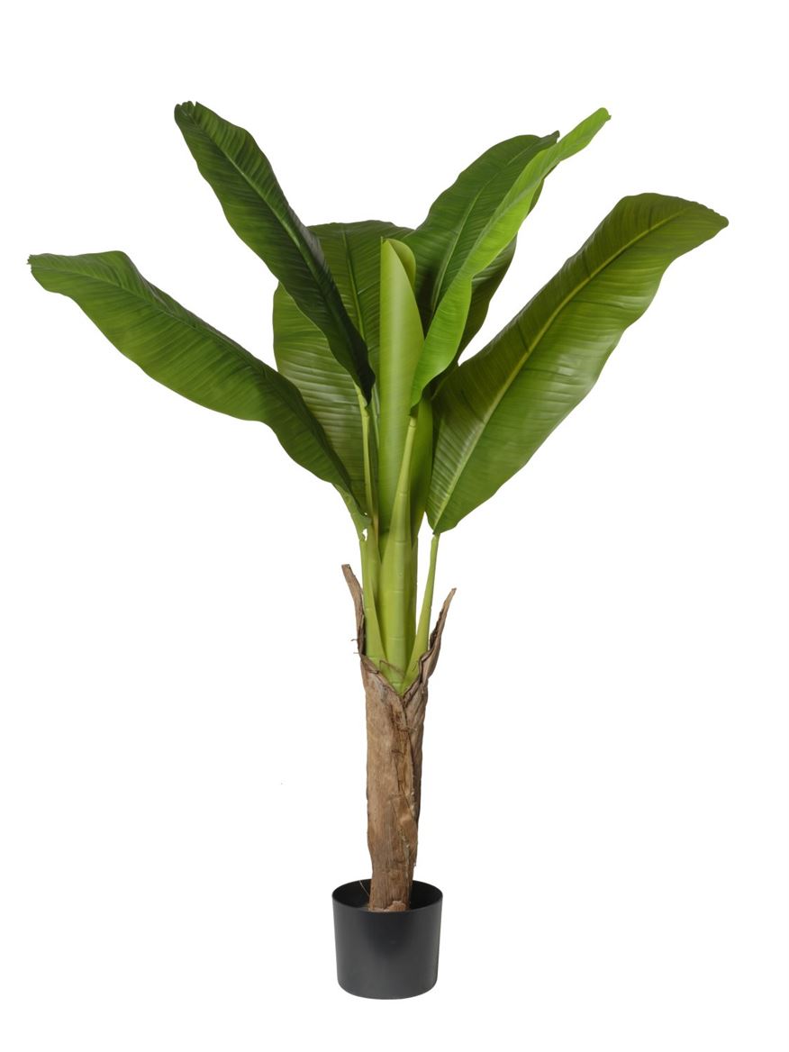 Art. Pianta Banano In Vaso 70x70x120cm