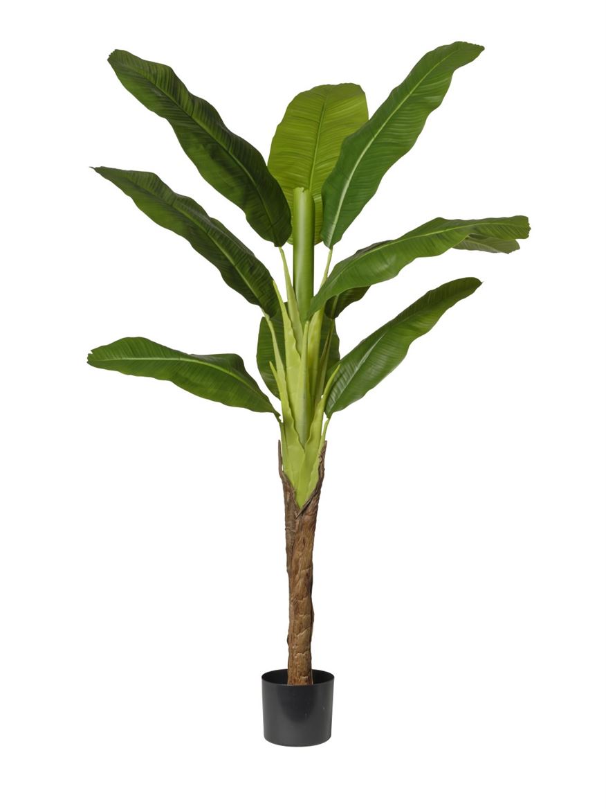 Art. Pianta Banano In Vaso 95x95x160cm