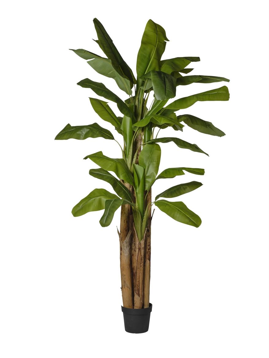 Art. Pianta Banano X3 In Vaso H.300cm