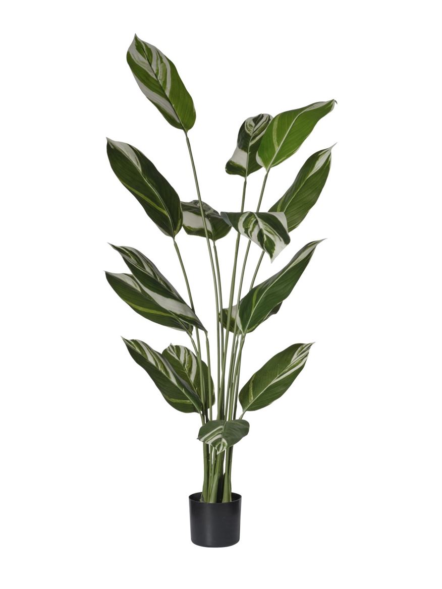 Art. Pianta Calathea 15foglie 150cm - White Green