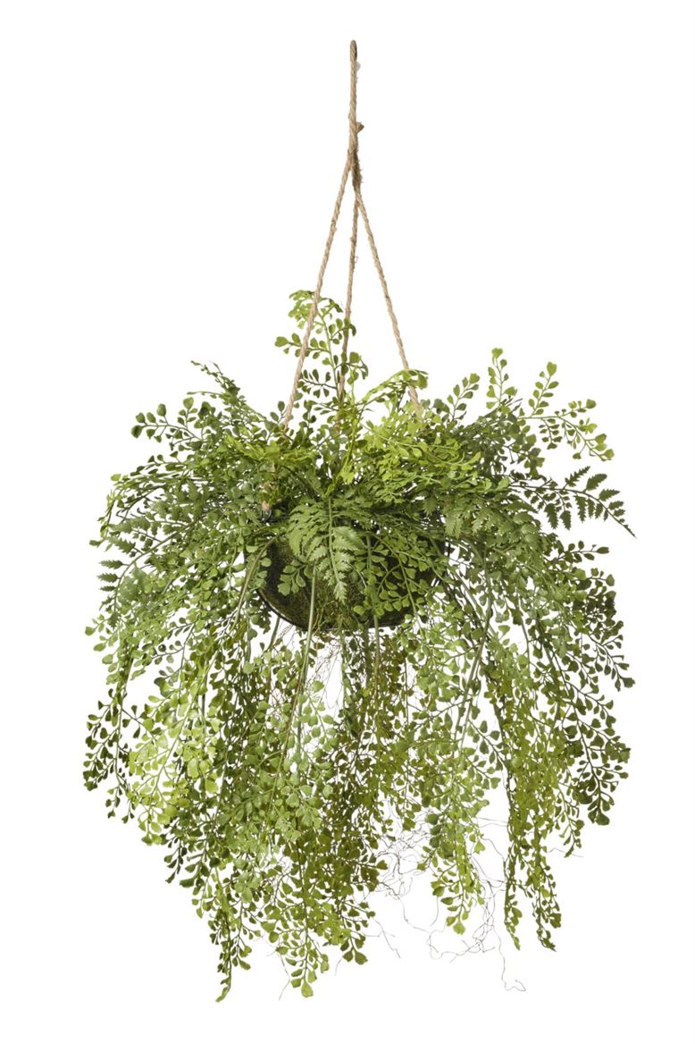 Art. Pianta Capelvenere In Vaso 50x50x101cm - Gree