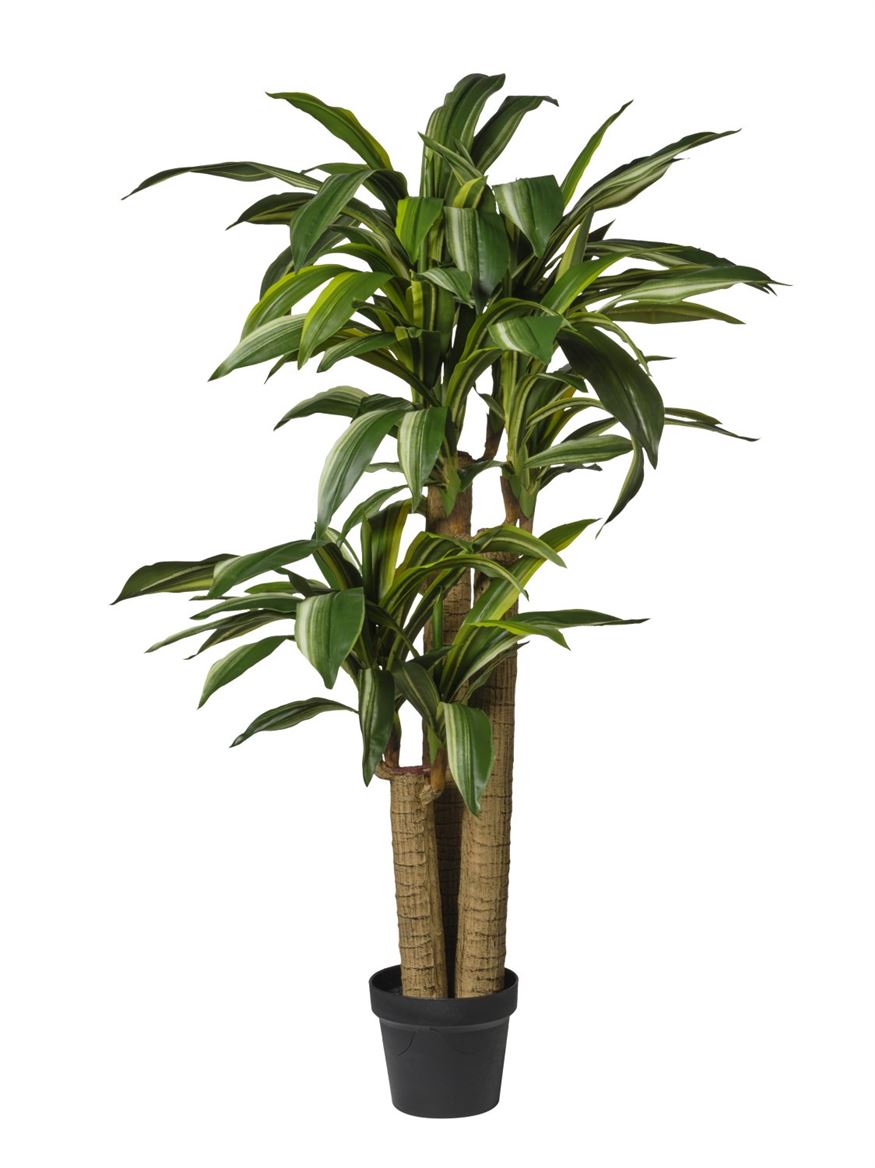Art. Pianta Dracena 117 Foglie In Vaso Cm125
