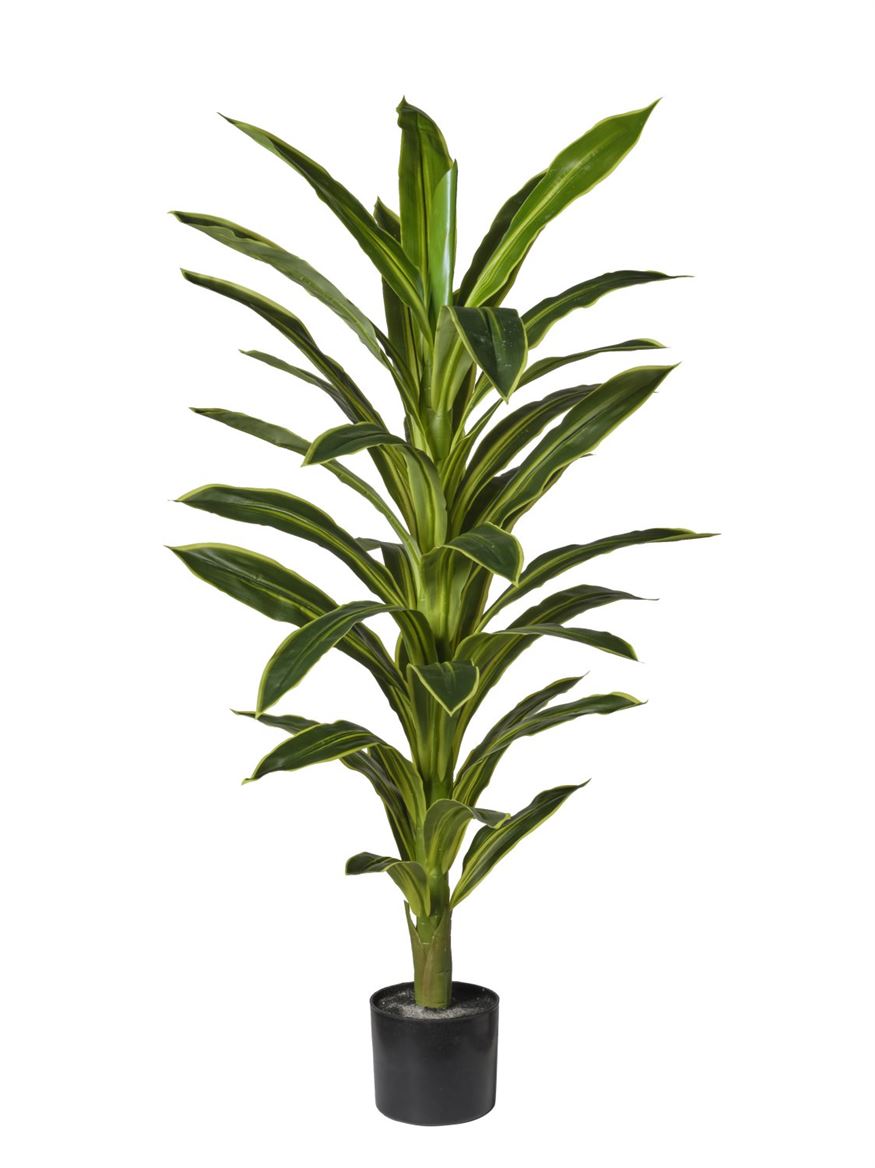Art. Pianta Dracena Cm120 - Variegated