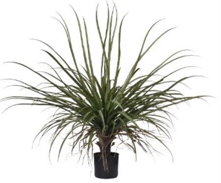 Art. Pianta Dracena Cm87 C-48 Foglie Red Green