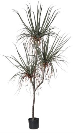 Art. Pianta Dracena X3cm195 C-54 Foglie Lt.green