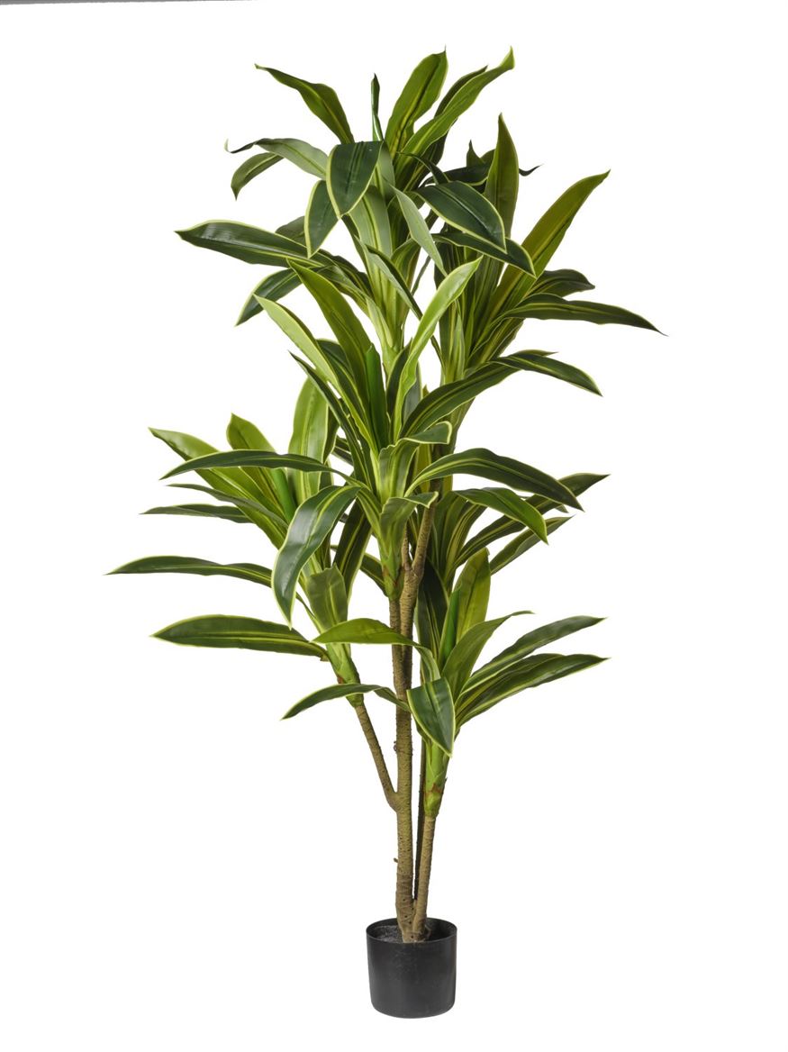 Art. Pianta Dracena X6 Cm180 - Green