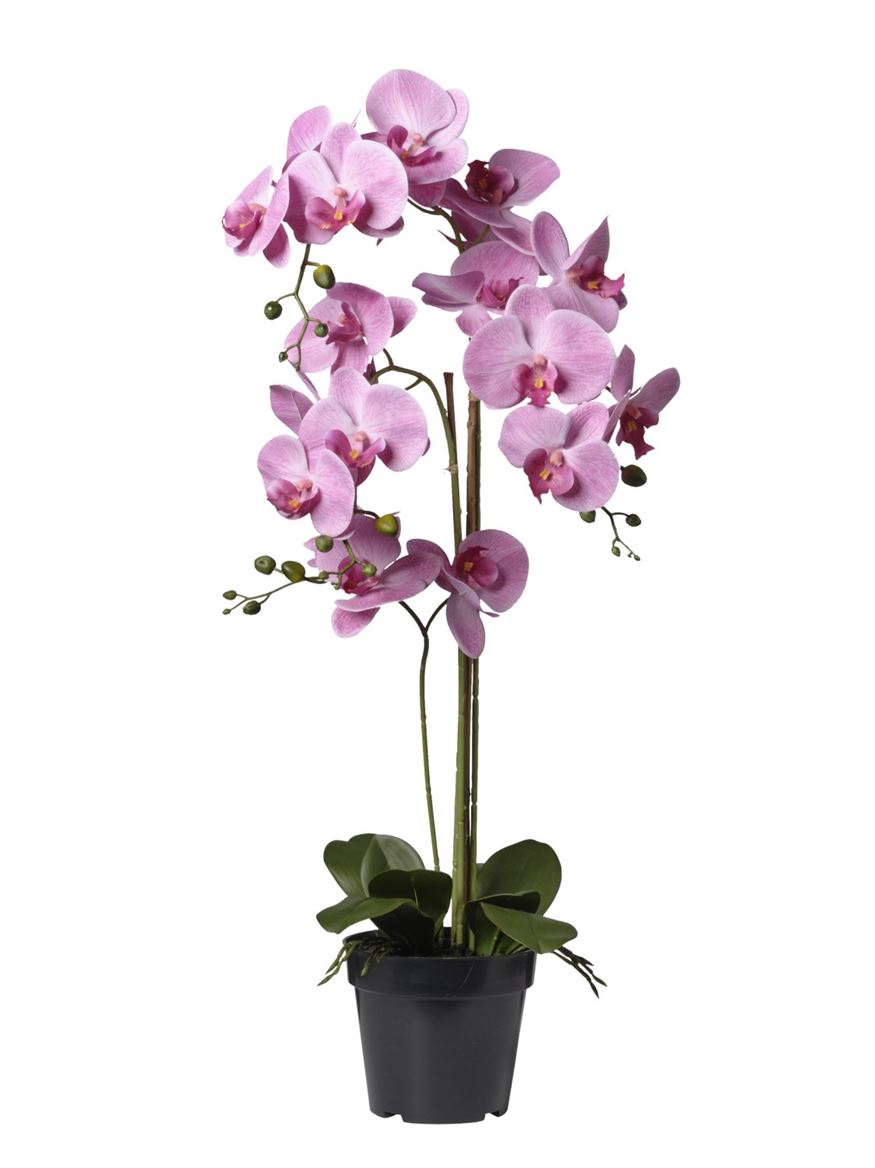 Art. Pianta Orchidea X4 36x36x81cm - Beauty