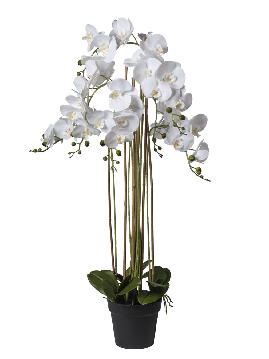 Art. Pianta Orchidea X7 66x66x114cm - White
