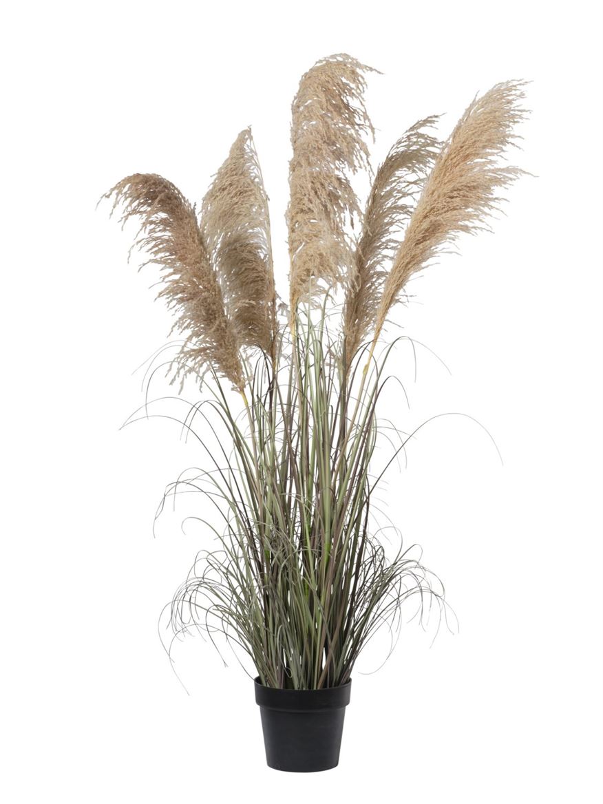 Art. Pianta Pampas X4 In Vaso 145cm - Wine