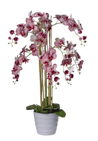 Art. Pianta Phaleonopsis X8 Cm118 Burgundy
