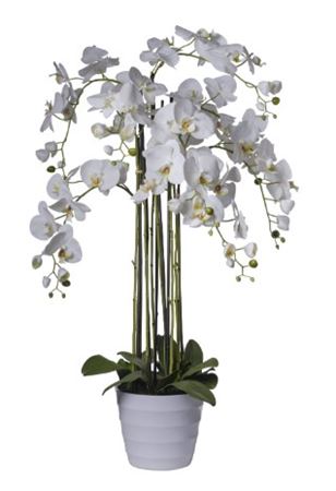 Art. Pianta Phaleonopsis X8 Cm118 White