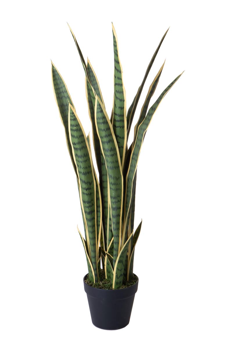Art. Pianta Sanseveria Con Vaso 92cm - Green Yell.