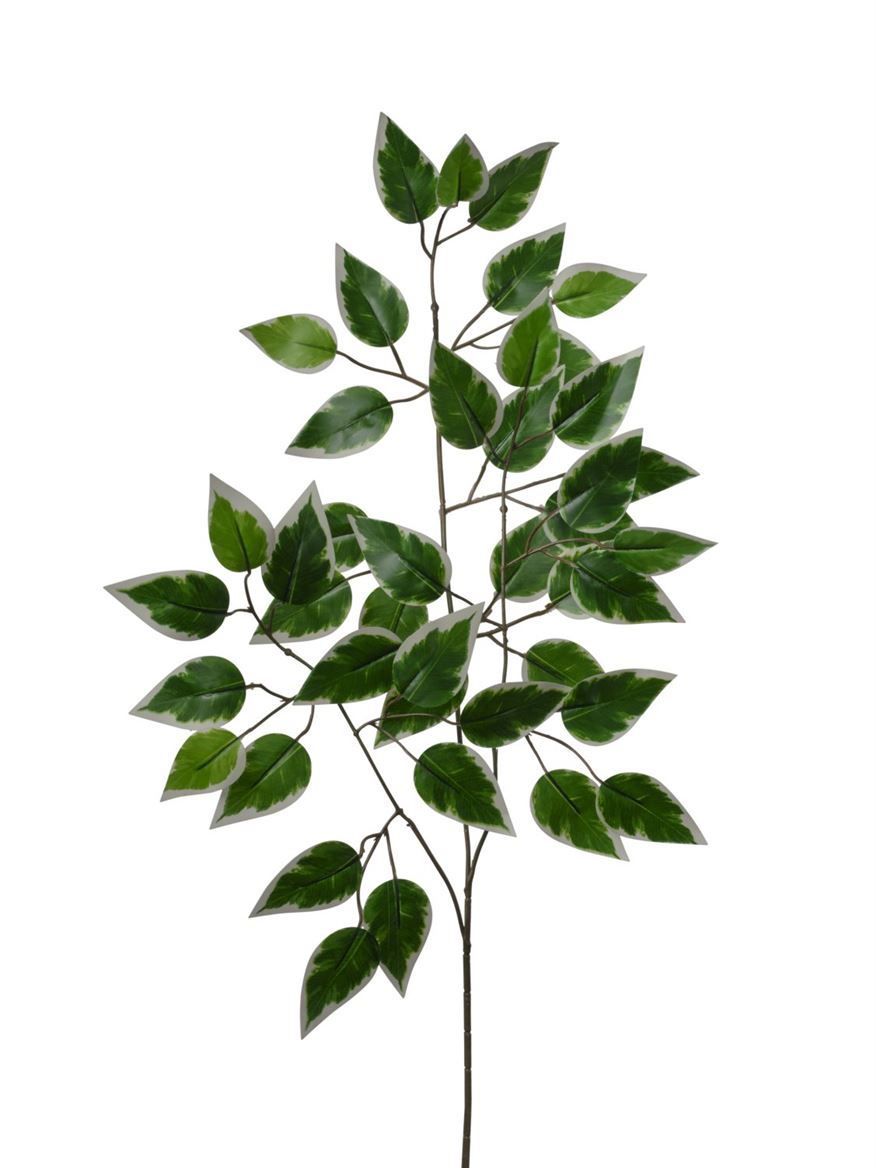 Art. Ramo Ficus X42 Foglie 61cm Variegated
