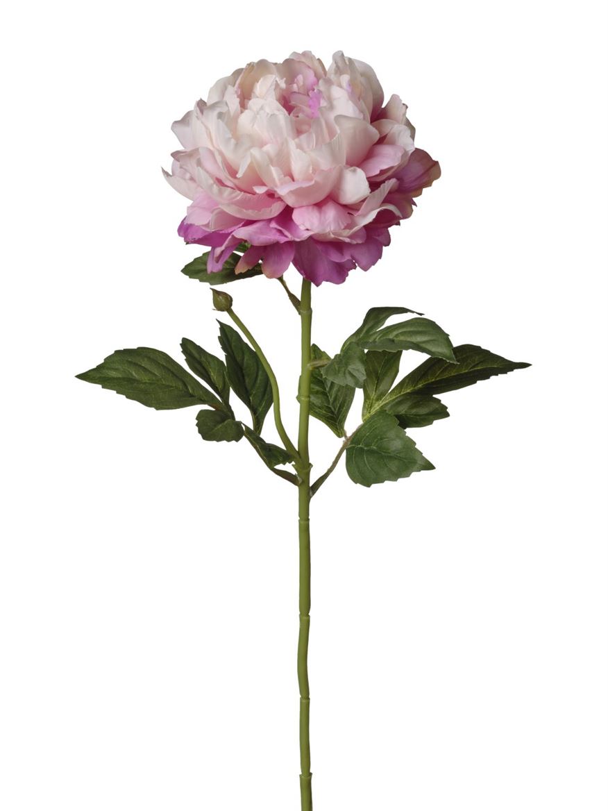 Art. Ramo Peonia Singola Cm74 Cream Beauty