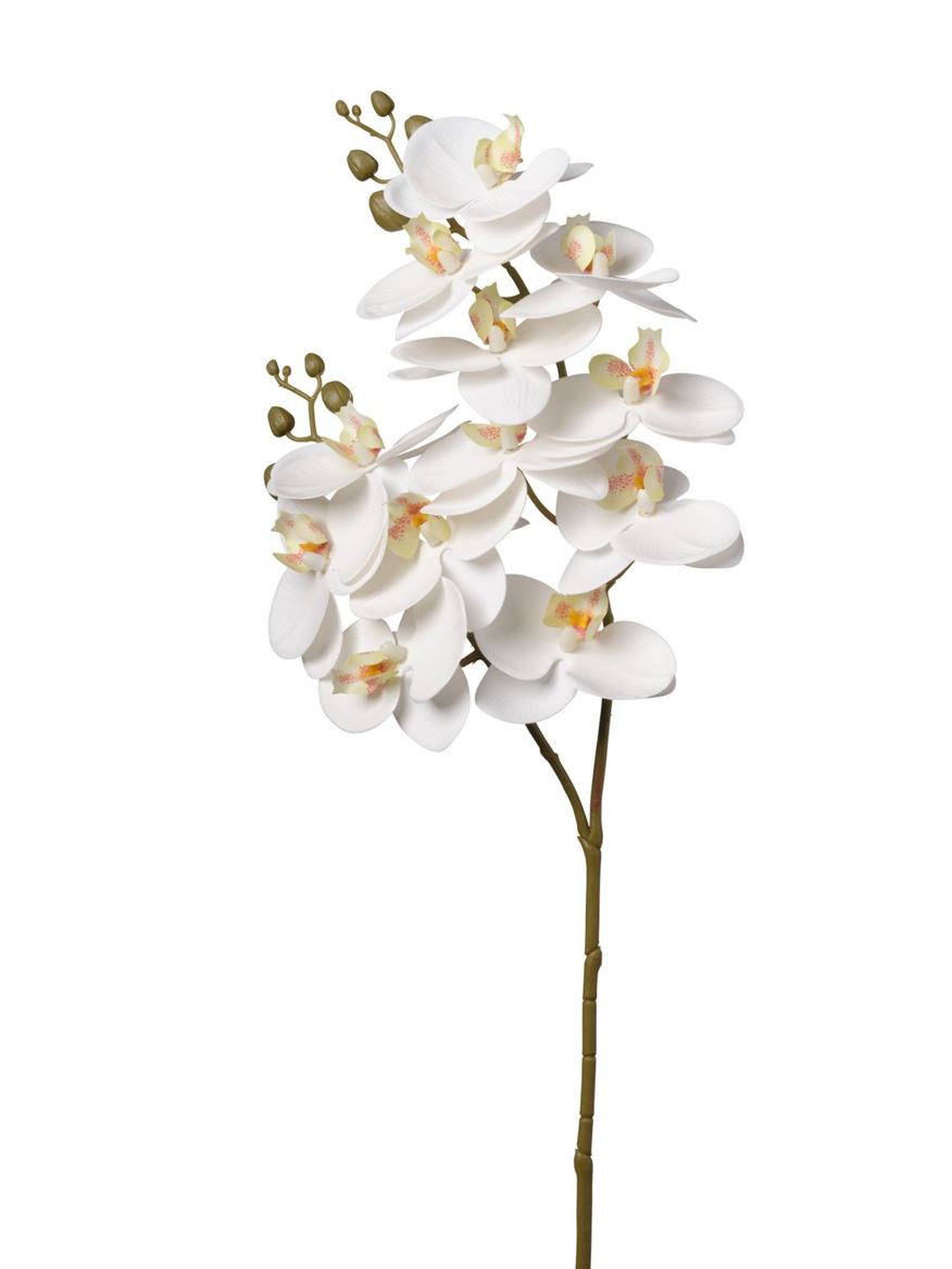 Art. Ramo Phalaeonopsis X12 16x74cm - White