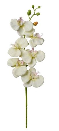 Art. Ramo Phaleonopsis Cm69 Cream Green