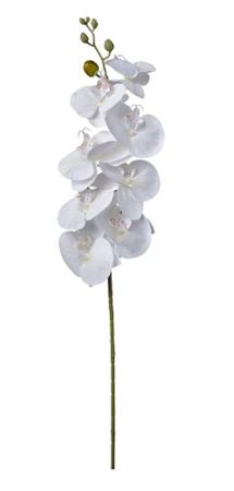 Art. Ramo Phaleonopsis Cm90 Cream