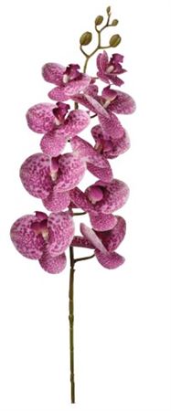 Art. Ramo Phaleonopsis X9 Cm94 Cream Beauty