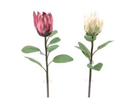 Art. Ramo Protea 67cm - Peach White