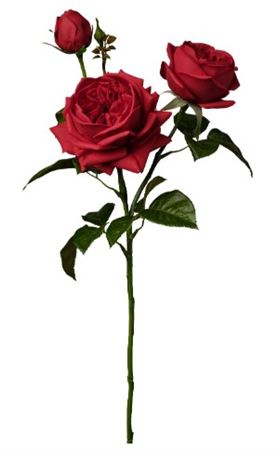 Art. Ramo Rosa X3 Cm70 Red