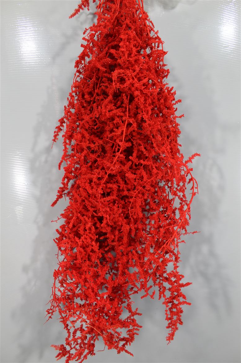 Asparagus Innevato Red
