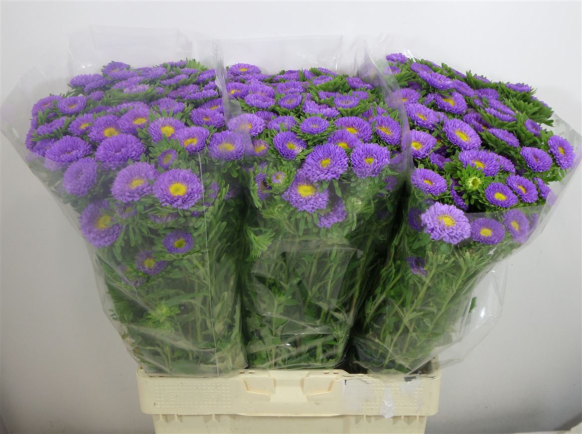 Aster Matsumoto Light Blue
