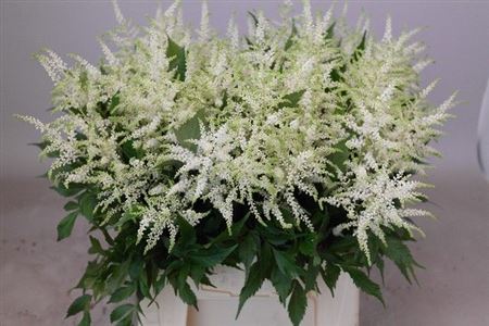 Astilbe Washington