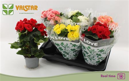 Pianta Begonia Elatior Grp Dubbelbloemig