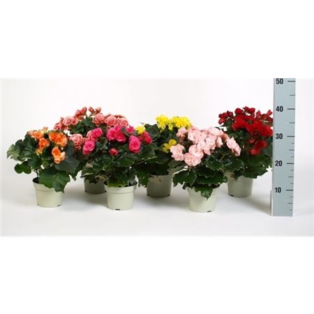 Pianta Begonia Elatior Grp Dubbelbloemig