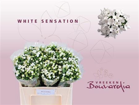Bouvardia Si White Sensation