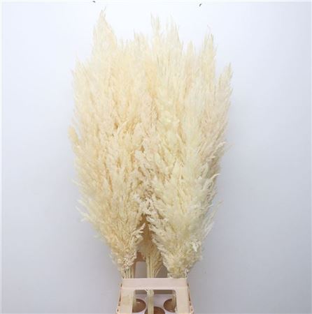 Cortaderia Paint