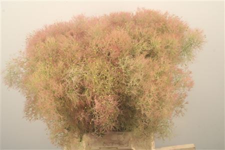 Cotinus Young Lady
