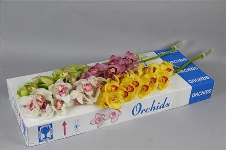 Cymbidium Mix