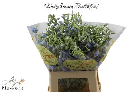 Delphinium Si Bel Ballkleid