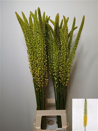 Eremurus Moneymaker